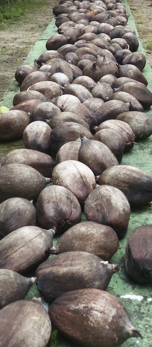 Babassuöl wird aus der Butter der Babassu-Nuss gewonnen. Babassupalmen werden nachhaltig und fair angebaut. 
